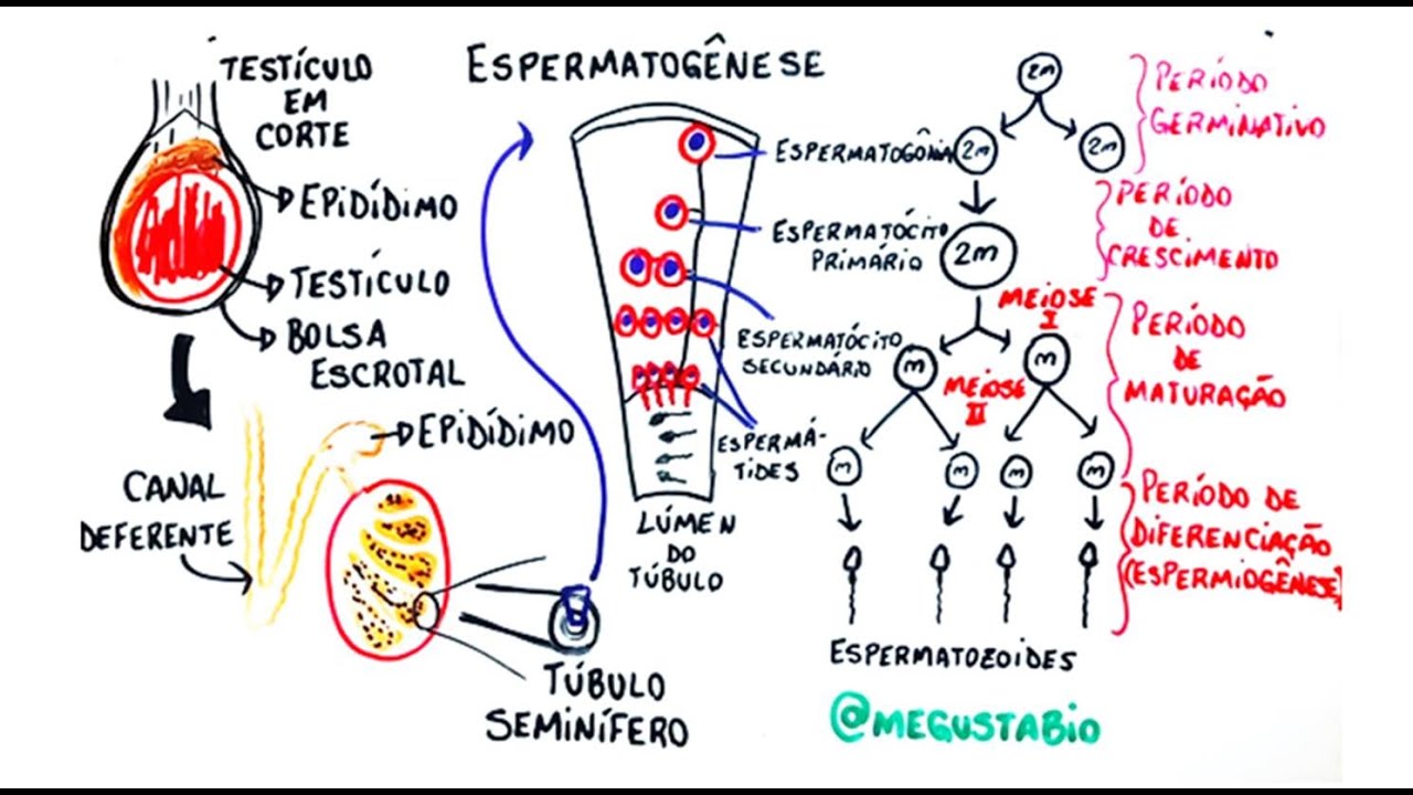 Gametogênese masculina - Resumo Professor Gustavo Schmidt