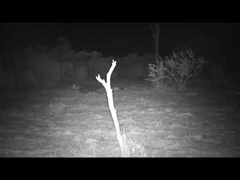 Djuma: Lions-Talamati pride and Dark Mane Avoca-Pt:1 - 03:18 - 05/19/21