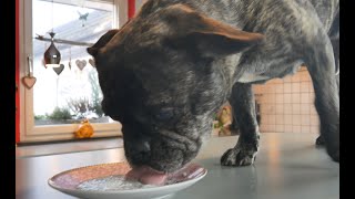 Kräutermilch gegen Würmer und Giardien...