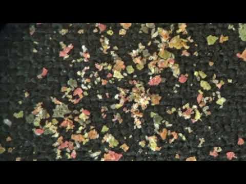 Peoplicity Pte Ltd video.