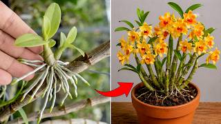 Secret to Easily Propagating Orchids Right on the Branch and Blooming All Year Round!