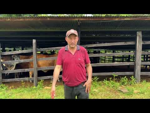 Finca Ganadera El Renuevo, San Luis, El Carmen, Santander