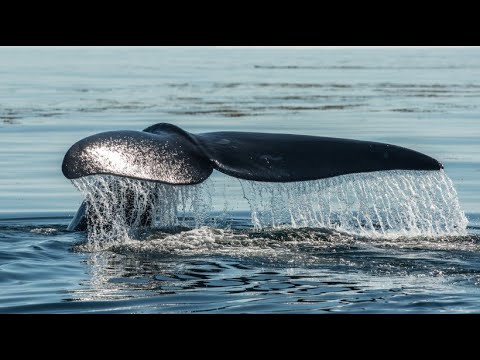 WWF report: Humanity has destroyed 70 percent of vertebrate populations