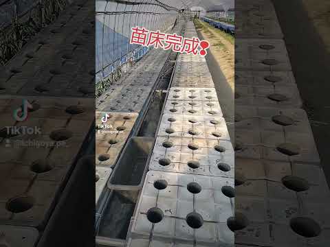 モグラの敵は何ですか コオロギは固まる 待って苗を太らせる モグラは茎を折ることができません