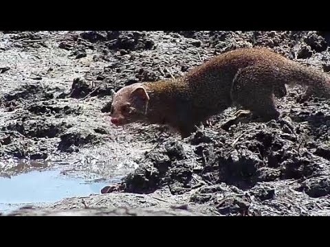 Djuma: Slender Mongoose - 10/15/19
