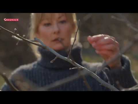 Škola vrtlarstva - orezivanje jabuke