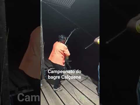 Campeonato do bagre Amapá - Calçoene
