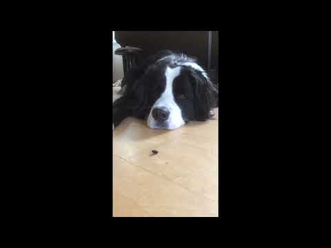 THE DOG AND THE FLY