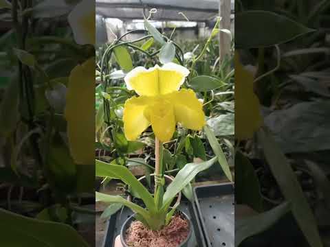 ZAP 11940050033 pedido de Judith de Goiás @Mais Orquídeas #flores #orquideas #plantas #jardim