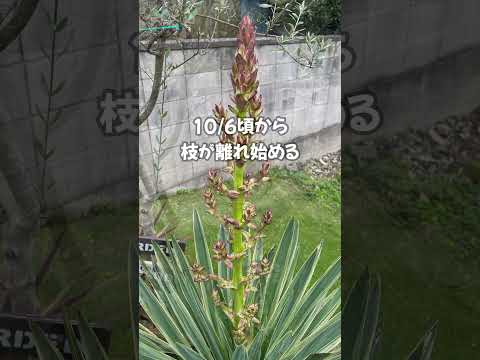 屋外のユッカを維持するにはどうすればよいですか?魔法の開花のチュートリアル!  庭園