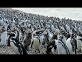 Over a million penguins gather to migrate from Argentine peninsula
