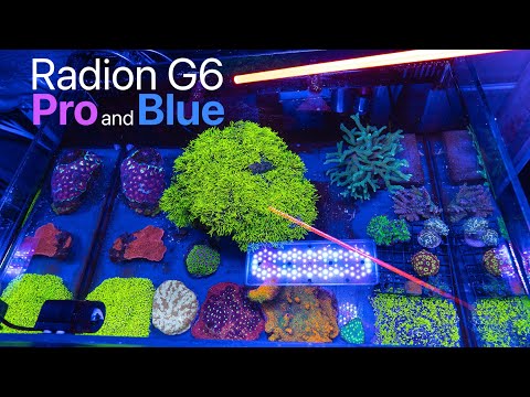 Radion G6 Color Spectrum Review / Pro and Blue Lights Compared