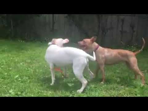 Thunder, an adopted Terrier & Pit Bull Terrier Mix in Syracuse, NY_image-1