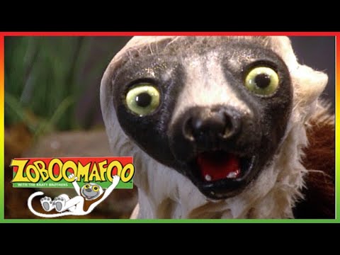 🐅 Zoboomafoo 260 | World of Legs | Animal shows for kids | Full Episodes | HD 🐅