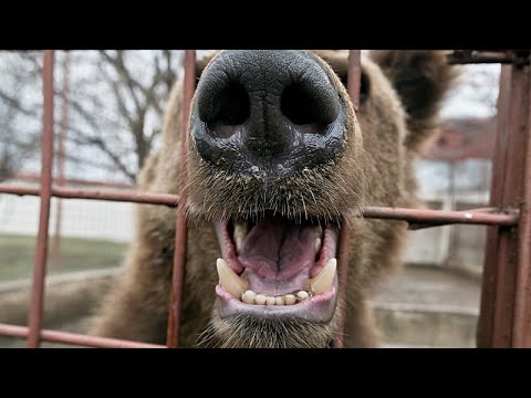 Video Thumbnail: Brown bears rescued from harsh captivity conditions in Armenia