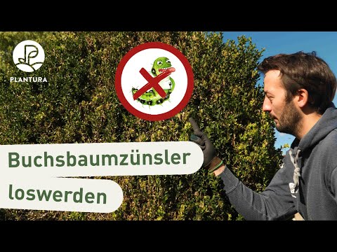 , title : 'Buchsbaumzünsler bekämpfen: 6 Mythen & was wirklich hilft!'