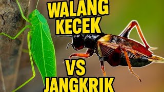 Download lagu AMPUH MASTERAN WALANG KECEK VS JANGKRIK mp3 Download lagu AMPUH MASTERAN WALANG KECEK VS JANGKRIK mp3
