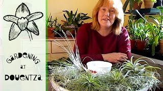 Easy Airplant Care - tillandsia light, water, flowers & propagation