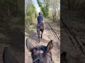 Castrone Trottatore Francese In vendita 2014 Baio ,  Repeat Love