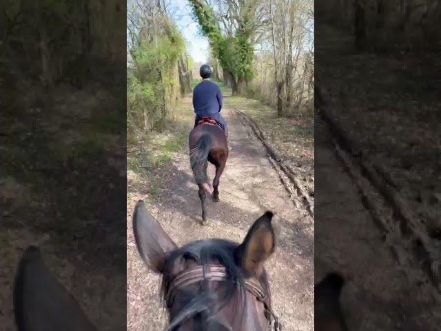 Castrone Trottatore Francese In vendita 2014 Baio ,  Repeat Love