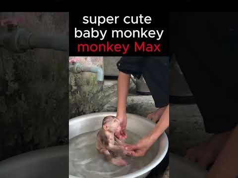 Dad bathes monkey Max #monkey #funnyanimal #Short