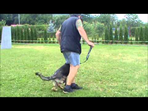 Elyscha z Jukasu - obedience - 10 months - summer camp