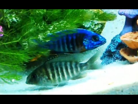 Mouth Brooding Peacock Cichlid Picking up Eggs in mouth, cichlid holding eggs