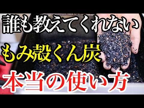 中国紡錘、ニシキギ bungeanus