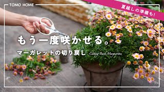 They will bloom again by summer! How to prune back daisies now