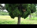 Just a closer walk with thee (Patti Page)