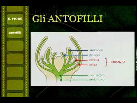 Affronti il pacco per candeggiare di posti di pigmentary Il pigmentary nota a ustioni
