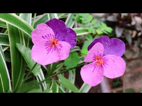 ABC TV | How To Make Pansy Paper Flower With Shape Punch - Craft Tutorial