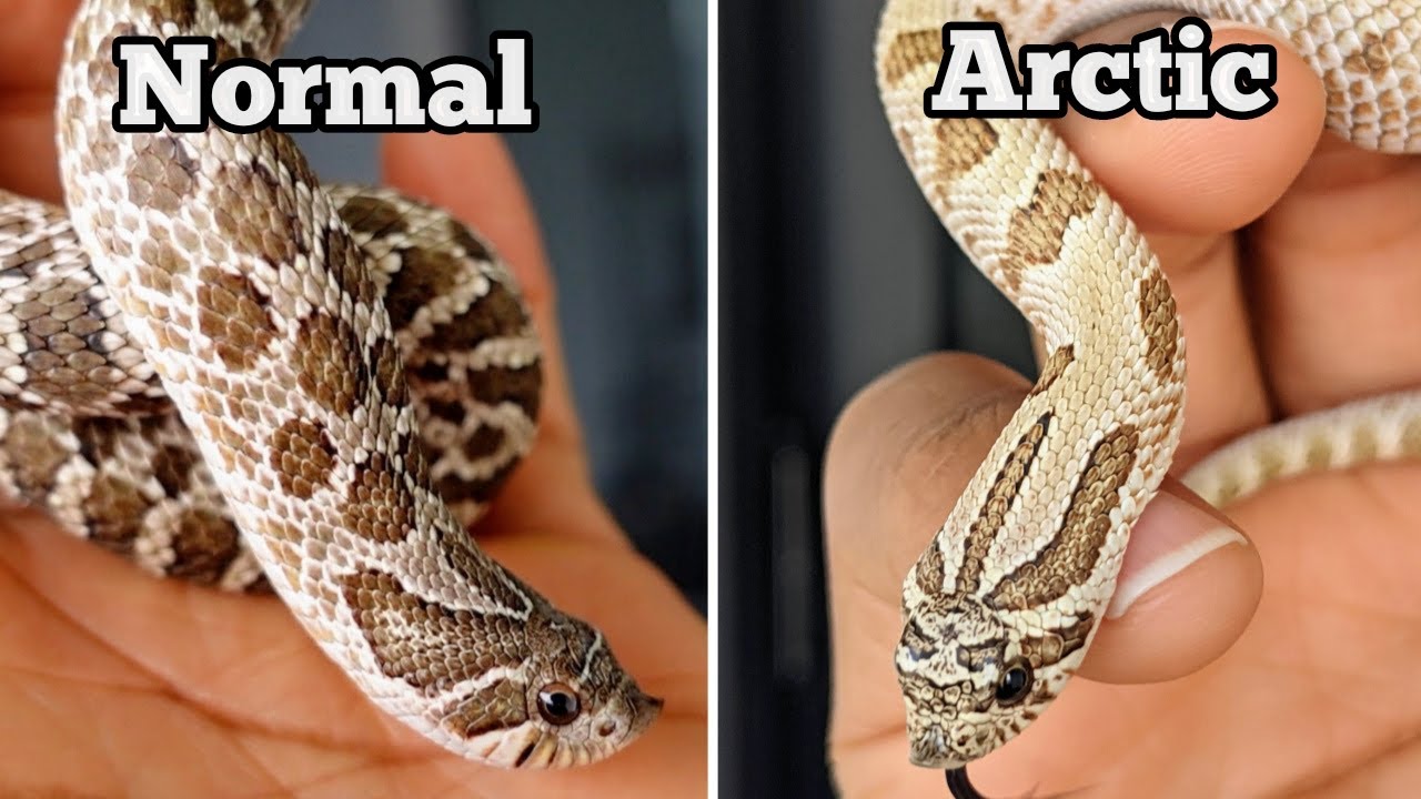Comparing an Arctic and Normal Hognose Snake
