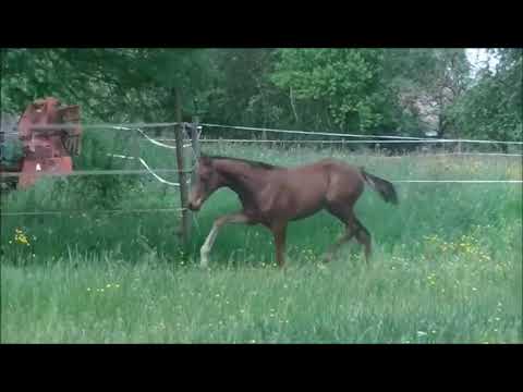 Hengstfohlen von Bonds x Franziskus im Juni 2021