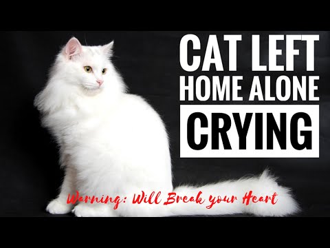 CAT LEFT HOME ALONE CRYING II WARNING: Will break your heart II by Churchill Soriano