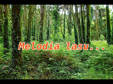 [VioliNowyDom TV] Melodia Lasu/ Forest song