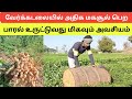 வேர்க்கடலை சாகுபடியில் அதிகமாக மகசூ�