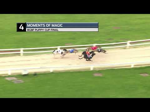 2021 BGBF PUPPY CUP FINAL - T4 MOMENTS OF MAGIC