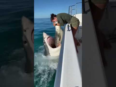 Close call between a dolphin and a shark, but the team was near… #shorts