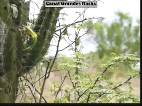 MAGOADA - CLARA NUNES