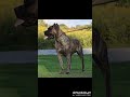 Different colors of CANE CORSO.
