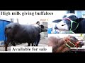 High Milk Giving Buffaloes Available For Sale Best Breed Buffaloes Cows Farm