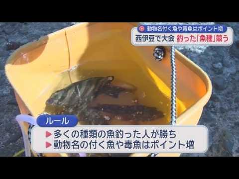 YouTube Video 毒を持った魚にはボーナスポイント　釣った魚の量ではなく種類の数を競う大会が開かれる　静岡・西伊豆町