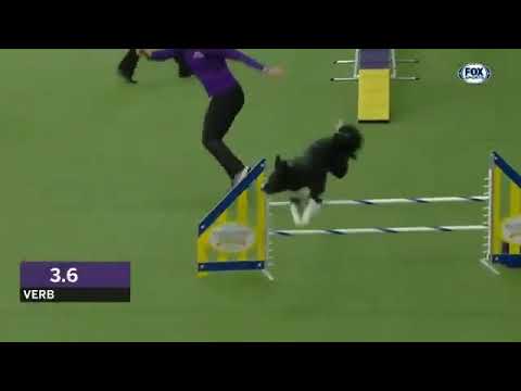 Dog assault exercise