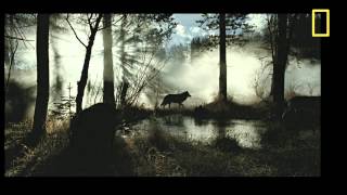 National Geographic Books   Secret Lives of Wolves