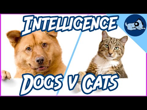 Dogs VS. Cats: Who is More Intelligent?