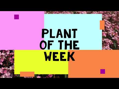 One of the Hardiest Flowering Shrubs You Can Grow! // Plant-Of-The-Week #3 - Indian Hawthorn