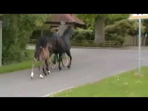 Stutfohlen von Balou du Rouet - Calypso II - Graphit - Gotthard