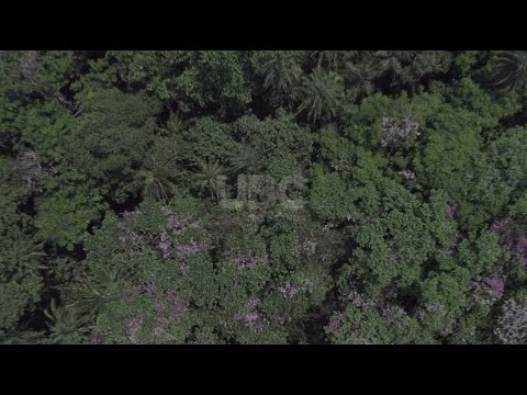 Tree Nurseries for Climate Resilience in Uganda