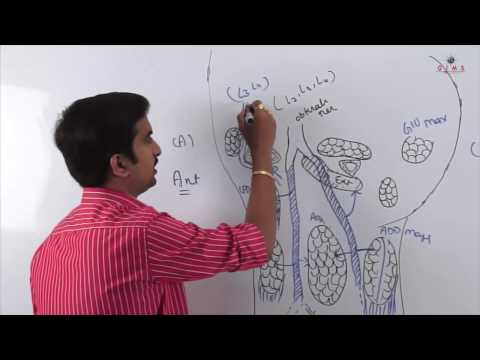 LOWER LIMB ANATOMY (MEDIAL COMPARTMENT OF THIGH)  PART 2